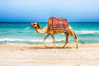 Tunisie Tunisie