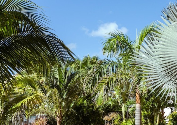 Hôtel La Playa Orient Bay 4* Hôtel La Playa Orient Bay 4*