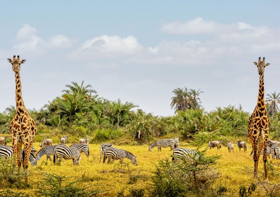 Circuit Découverte du Kenya, de la Savane à l'Océan Indien en 7 nuits Circuit Découverte du Kenya, de la Savane à l'Océan Indien en 7 nuits