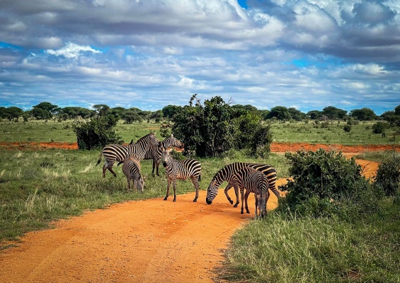 Circuit Découverte du Kenya, de la Savane à l'Océan Indien en 7 nuits Circuit Découverte du Kenya, de la Savane à l'Océan Indien en 7 nuits