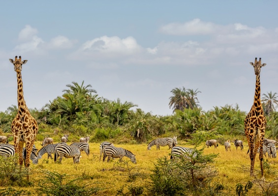 Combiné Circuit Masai Mara, Naivasha, Amboseli et Tsavo + Ôclub Experience Sun Palm Beach Hotel & Resort 4* Combiné Circuit Masai Mara, Naivasha, Amboseli et Tsavo + Ôclub Experience Sun Palm Beach Hotel & Resort 4*