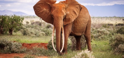 Circuit Les Trésors du Kenya en 8 nuits, Séjour Kenya par Ôvoyages Circuit Les Trésors du Kenya en 8 nuits, Séjour Kenya par Ôvoyages