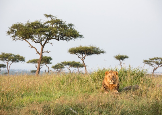 Circuit Les Trésors du Kenya en 8 nuits Circuit Les Trésors du Kenya en 8 nuits