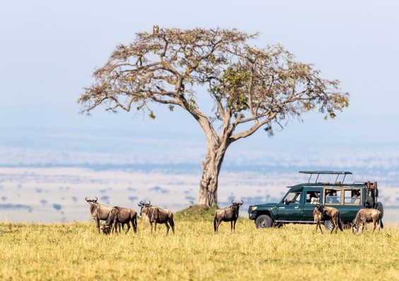 Combiné Safari inoubliable au Kenya : Masai Mara, Naivasha & Amboseli & Ôclub Experience Papillon Lagoon Reef 4* Combiné Safari inoubliable au Kenya : Masai Mara, Naivasha & Amboseli & Ôclub Experience Papillon Lagoon Reef 4*