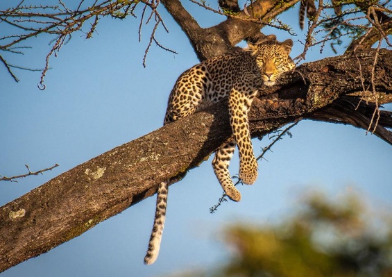 Combiné Safari inoubliable au Kenya : Masai Mara, Naivasha & Amboseli & Ôclub Experience Papillon Lagoon Reef 4* Combiné Safari inoubliable au Kenya : Masai Mara, Naivasha & Amboseli & Ôclub Experience Papillon Lagoon Reef 4*